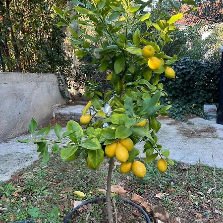 L.l ספליטסקה